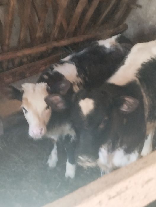 De vânzare două vițele belgiene preț 7200 lei