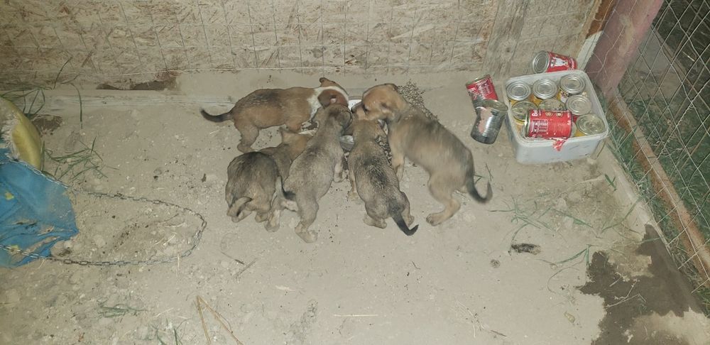 Domez catei 2 fete si 4 baieti