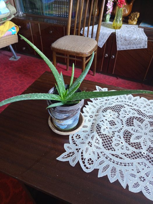 Продам цветок Алоэ Вера