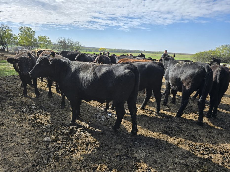 Lot 24 Vitele Gestante Angus
