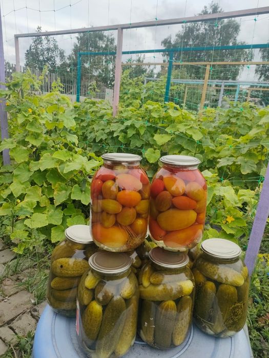 Соленья помидоры