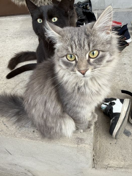 Кошки разных пород