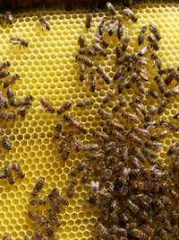 Familii de albine de vănzare va fi mai/iunie