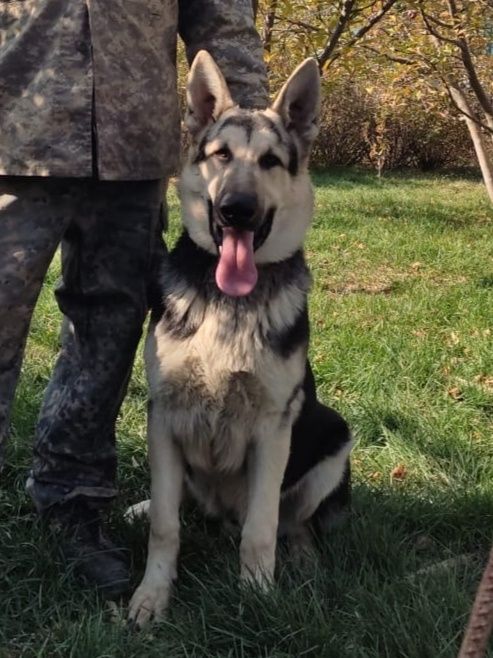 Вязка.Кобель ВЕО .