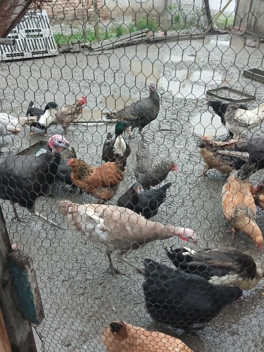 Продавам млади пуики