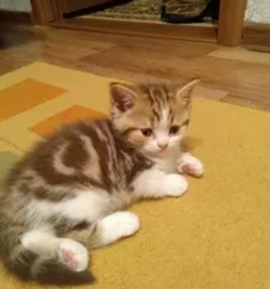 Котята страйк девочки и мальчики