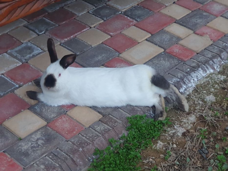 Kaliforniya quyonlar/ калифорнийские кролики