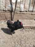 Disponibilă familie de araucana