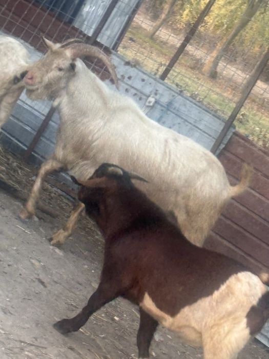 Capre sannen rasa pura