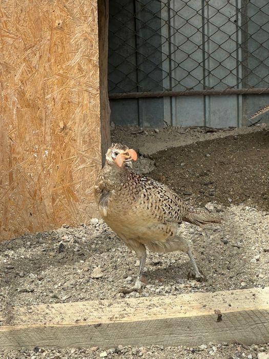 Fazani și făzănițe comuni