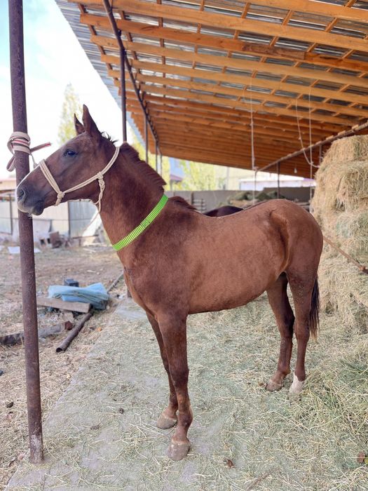 Тұлпарлар сатылады