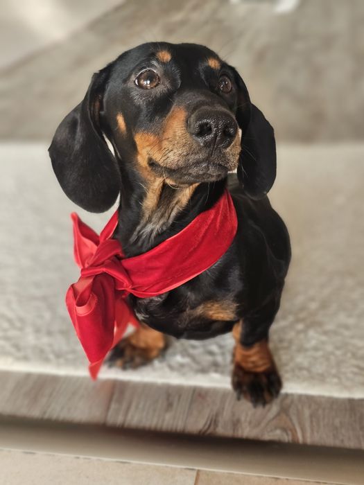 Cățelușă teckel de 6 luni – prietenoasă, jucăușă și iubitoare