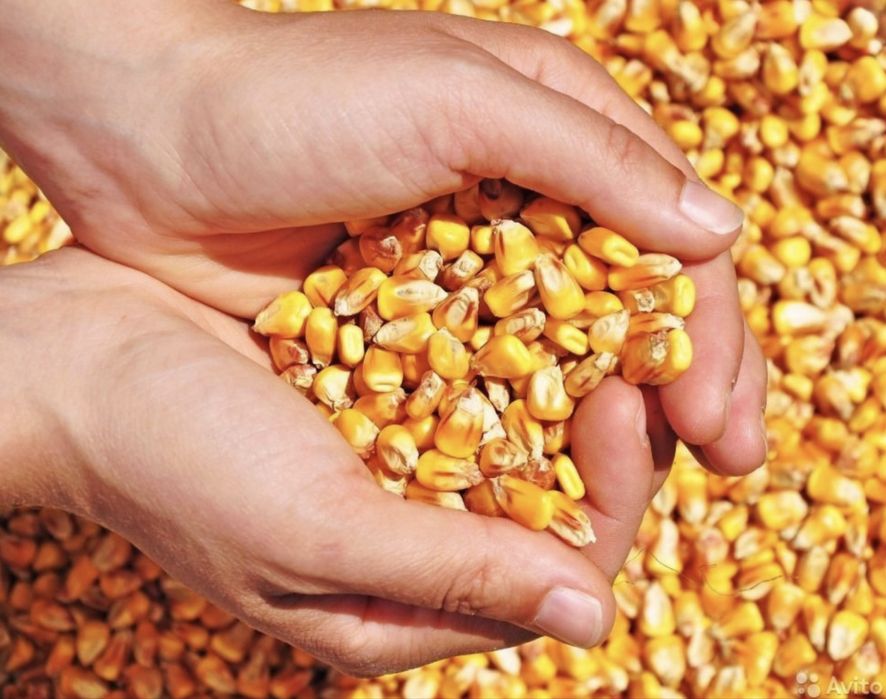 Vand porumb productia 2025