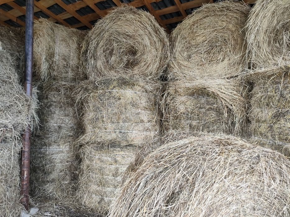 Продам сено 2025 сухое зеленое