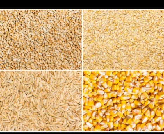 Отруби,пшеница, ячмень,зерноотод