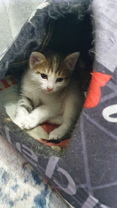 Отдадим котят в добрые заботливые руки