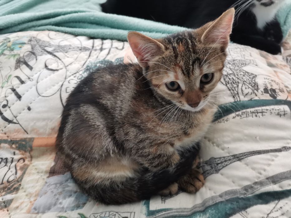 Пуханчета ТЪРСЯТ ДОМ