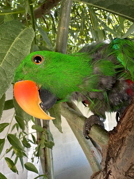 Papagali Eclectus