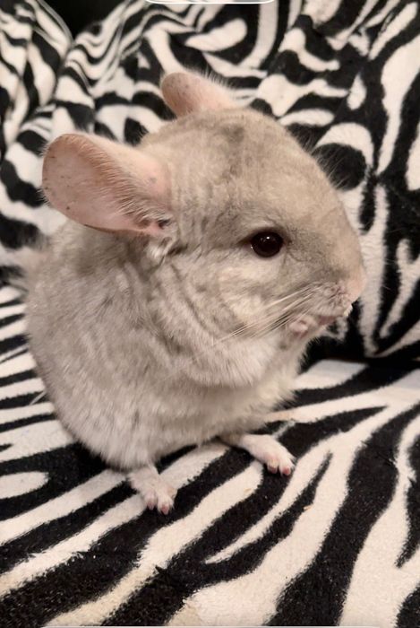 Чинчила бебе,светлосива,социална