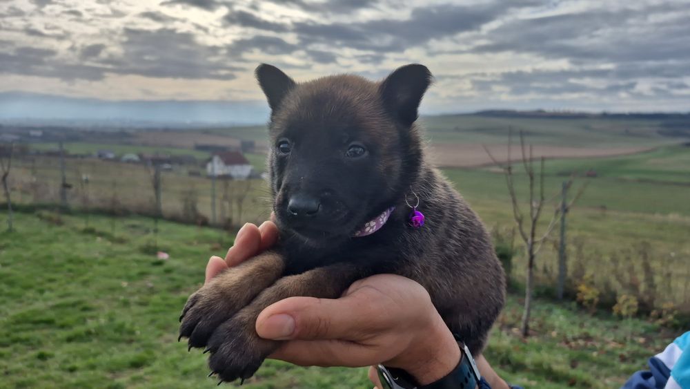 Femela ciobanesc belgian malinois pedigree