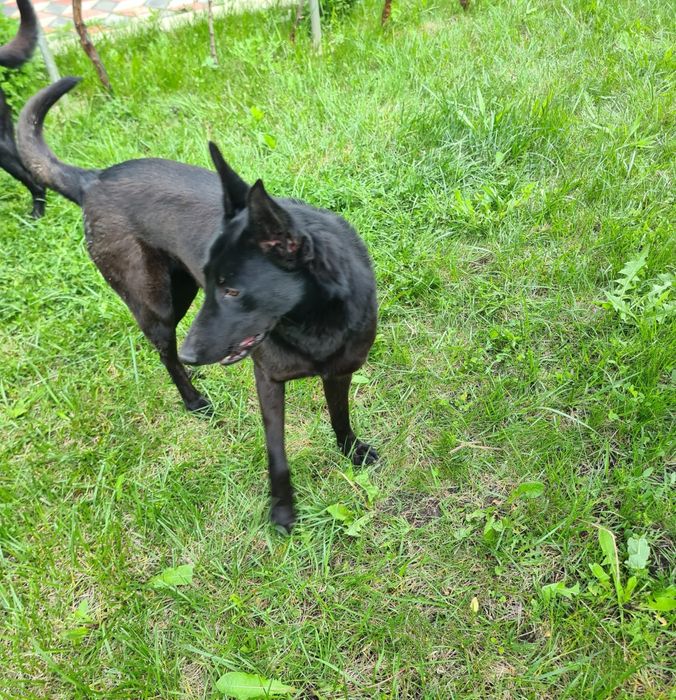 Câine Belgian Malinois