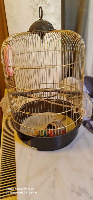 Colivii  păsări de apartament