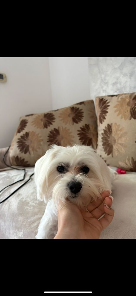 Vand caine bichon maltez