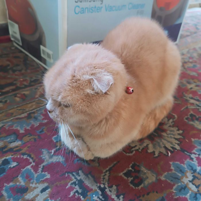 Кошка очин умная