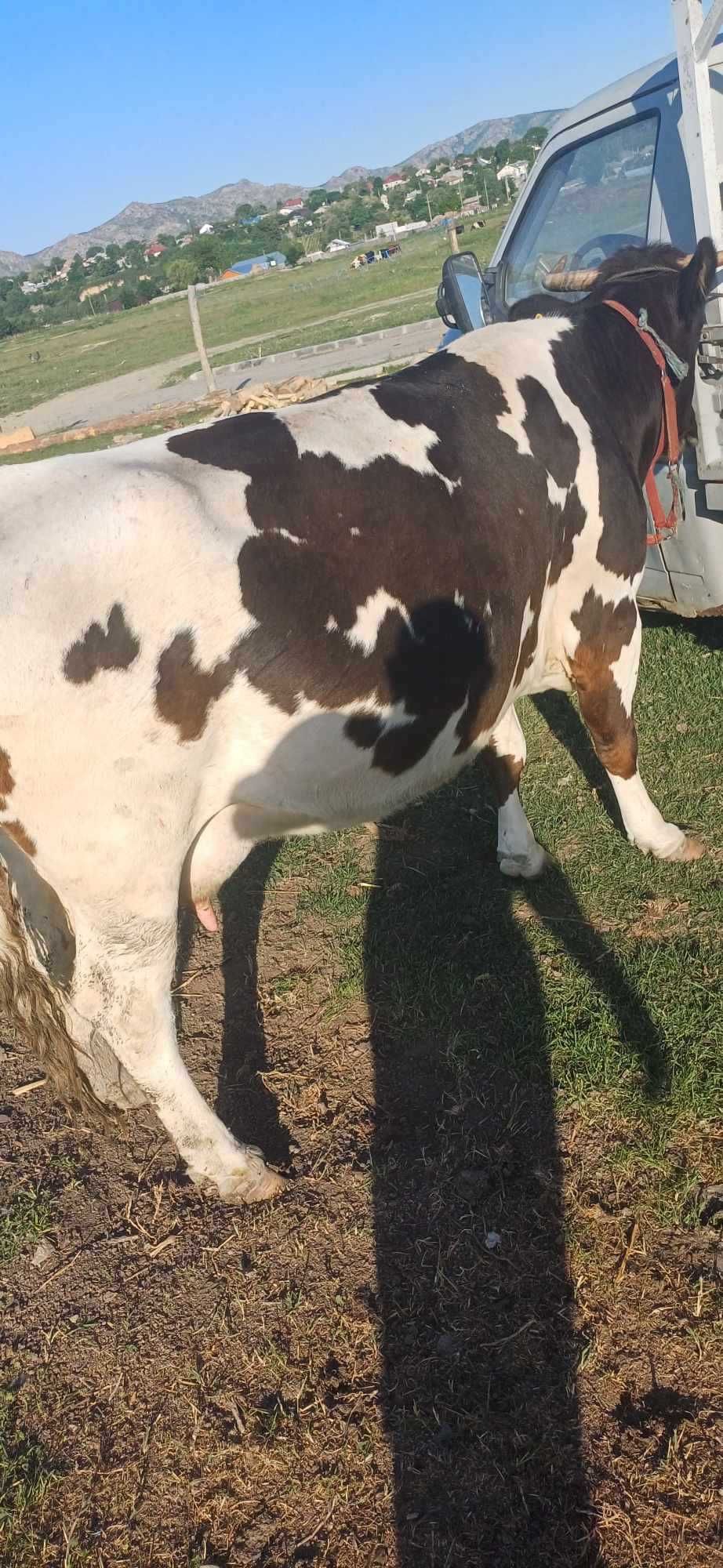 Vaca de lapte de vanzare