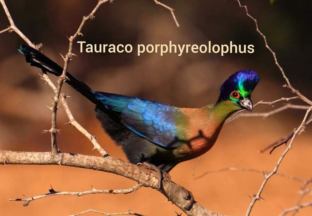 Райская птица и турако, тухум сотилмиди