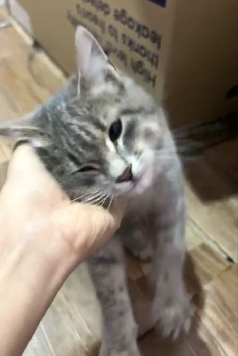 Котенок, мальчик