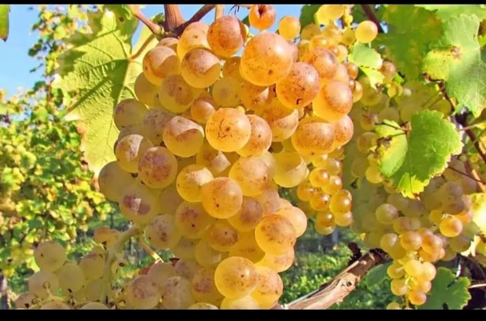 STRUGURI DE VIN – Recolta 2025