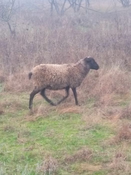 Vând oaie și mieluță Romanov