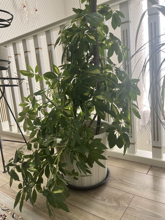 Комнатные растения