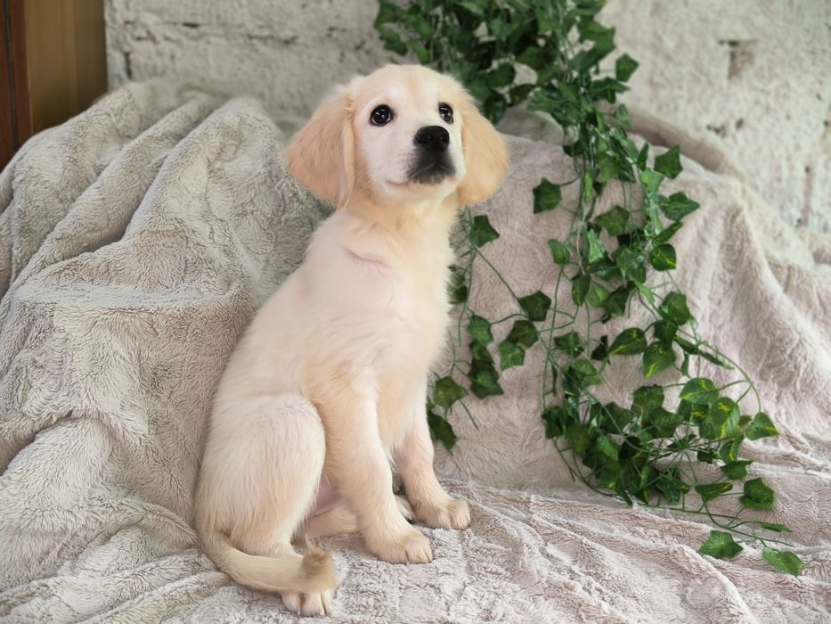 Vand fetita Golden Retriever