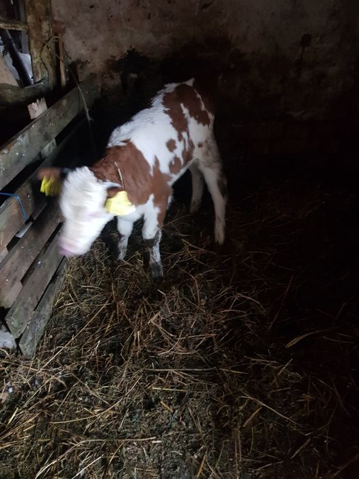 Vițea bălțată romaneasca