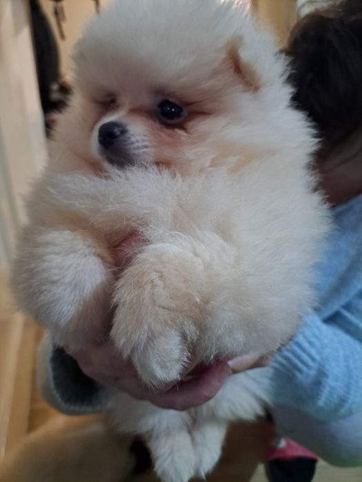 Померан мини шпиц