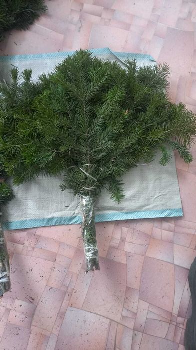 Веники для бани из пихты