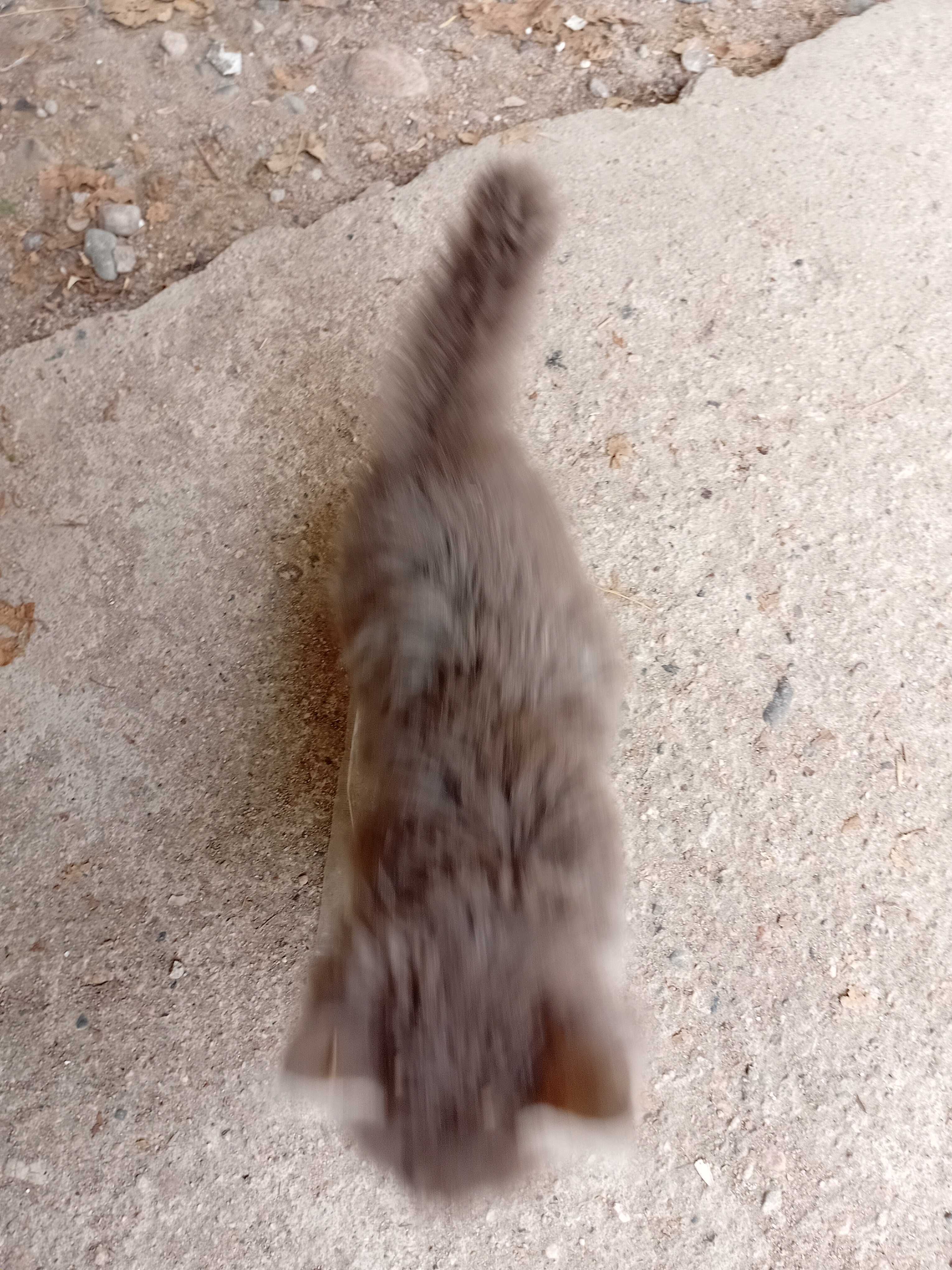 Бесплатно котята