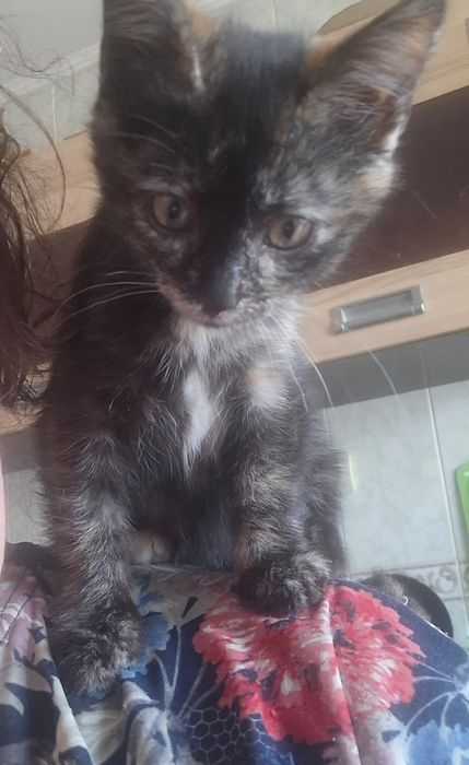 Котенок-деаочка черепачного окраса