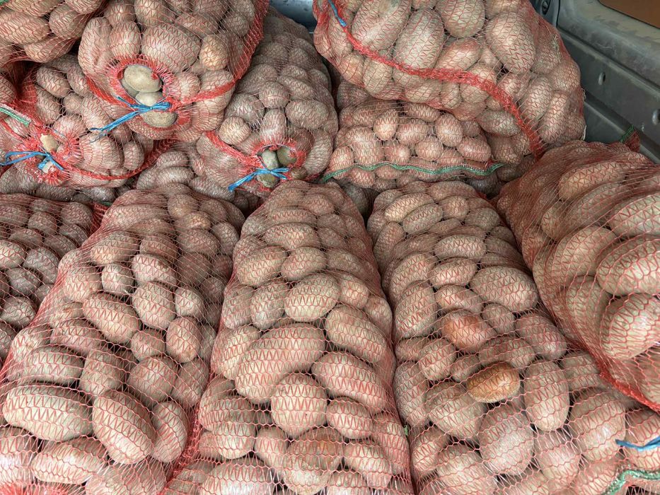 Cartofi rosii Bellarossa