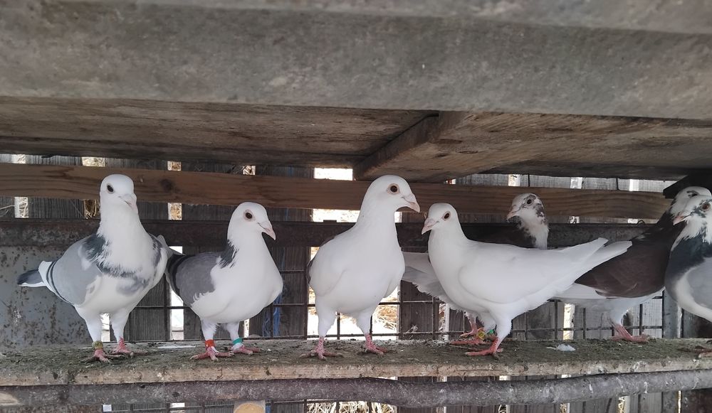 Porumbei voiajori frumoși