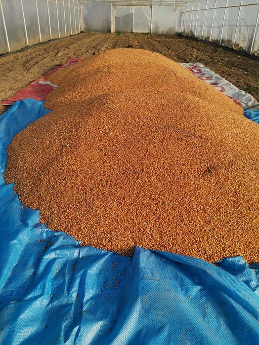 Vând porumb recolta 2025