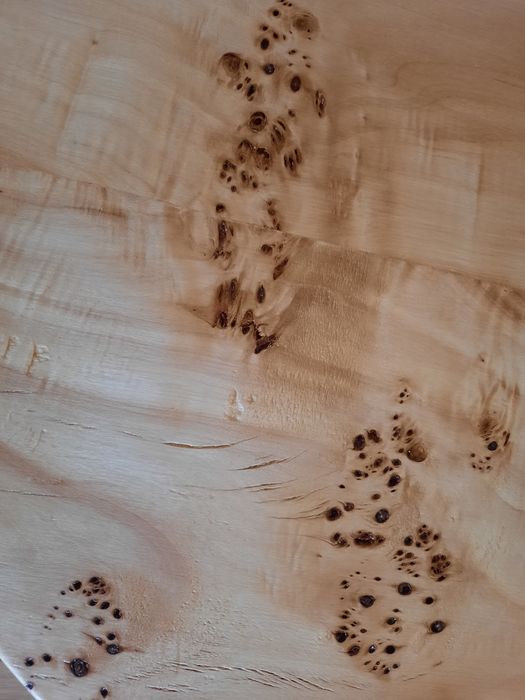 Vând plop bubos foarte frumos