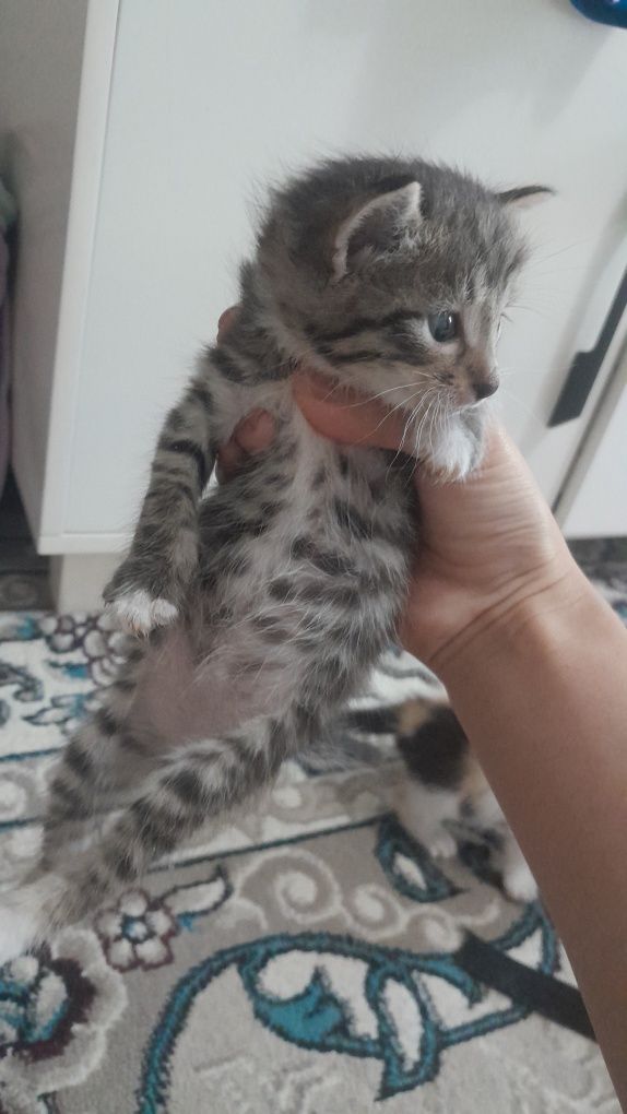 Котёнок мальчик домашний