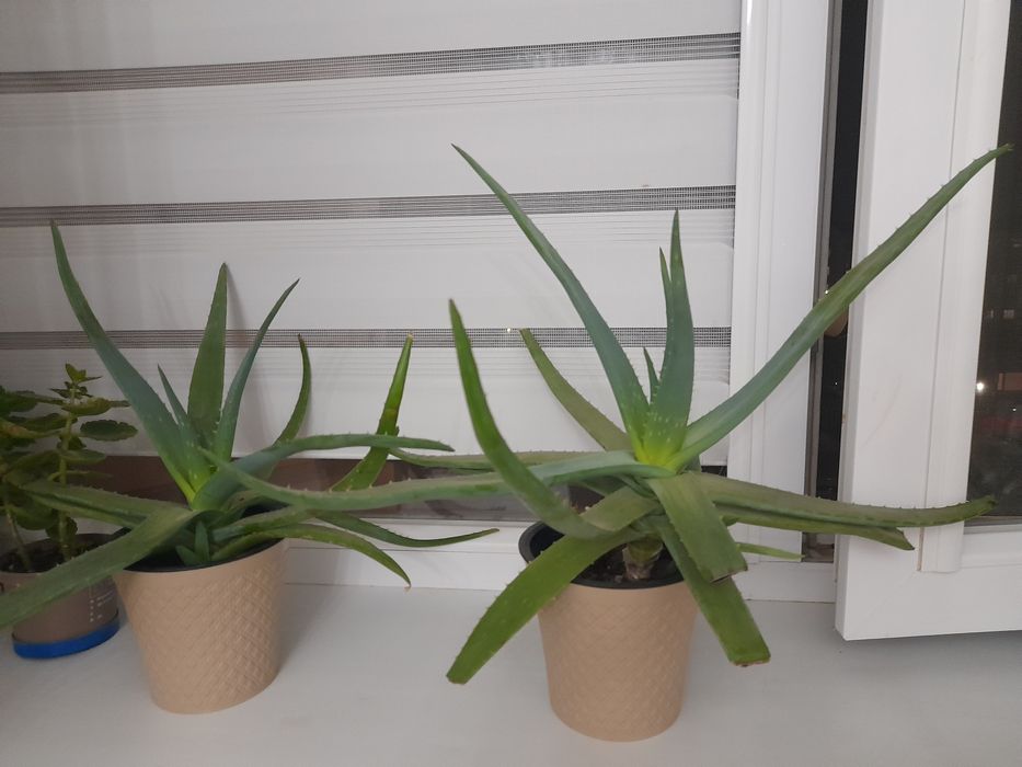 Продам АЛОЭ 3х летний   цена 2500 тг.