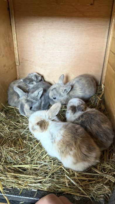 Vand iepurasi mini lop