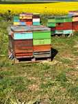 Vand miere de rapita 1000kg , 1800 kg mire de tei și 2500 kg poliflora