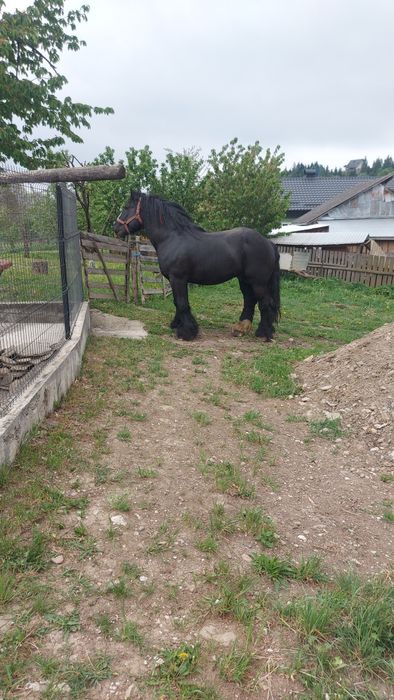 Armasar de vânzare sau schimb.