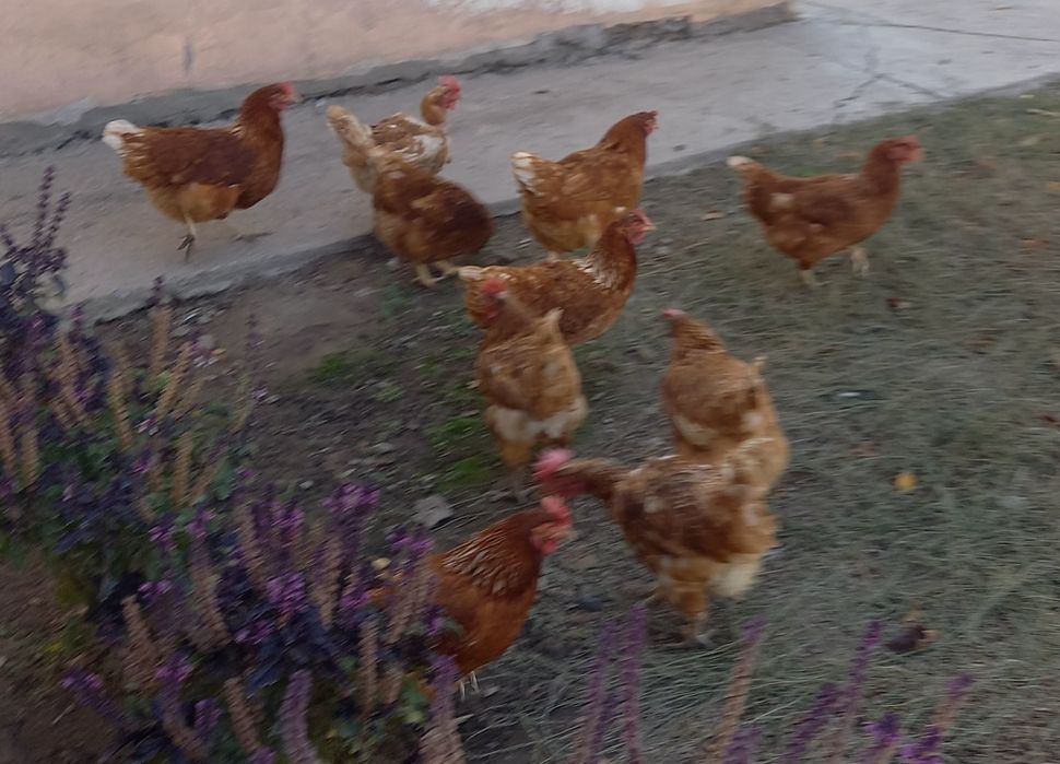 Куры Несушки Ломан браун